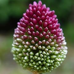 Portal cool allium gebraucht kaufen  Wird an jeden Ort in Deutschland