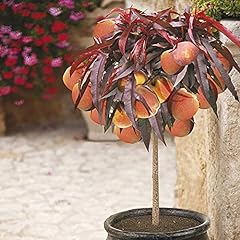 Yougarden patio peach for sale  Delivered anywhere in UK