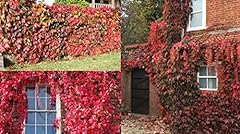Virginia creeper parthenocissu for sale  Delivered anywhere in UK