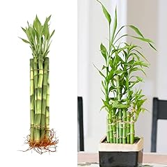 40cm lucky bamboo for sale  Delivered anywhere in UK