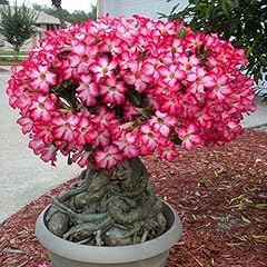 5pcs adenium obesum usato  Spedito ovunque in Italia 