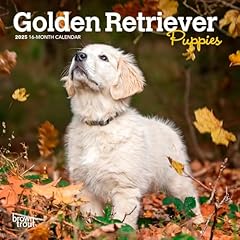 Golden retriever puppies for sale  Delivered anywhere in UK