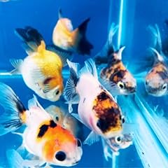 Generic live freshwater for sale  Delivered anywhere in USA 