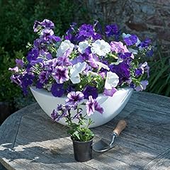 Petunia plants garden for sale  Delivered anywhere in UK