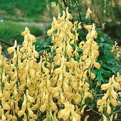 Aconitum lycoctonum ssp gebraucht kaufen  Wird an jeden Ort in Deutschland