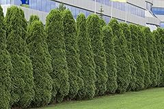 American arborvitae tree for sale  Delivered anywhere in USA 