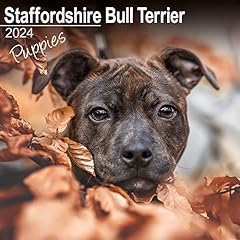 Staffordshire bull terrier for sale  Delivered anywhere in UK