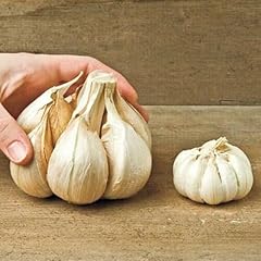 Semi aglione varietà usato  Spedito ovunque in Italia 