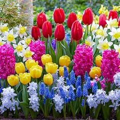 Frühling blumenzwiebelmischun gebraucht kaufen  Wird an jeden Ort in Deutschland