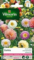 Vilmorin 5258442 dahlia d'occasion  Livré partout en France