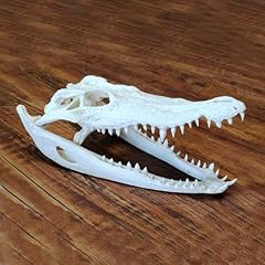 Real crocodile skull for sale  Delivered anywhere in USA 