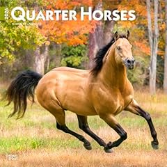 Quarter horses quarter gebraucht kaufen  Wird an jeden Ort in Deutschland