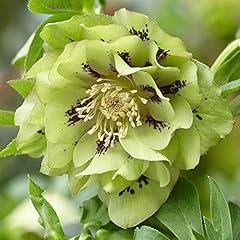 Garden hellebore double for sale  Delivered anywhere in UK
