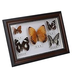 Real butterflies specimen for sale  Delivered anywhere in UK