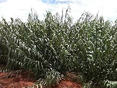 500 seeds arundo usato  Spedito ovunque in Italia 