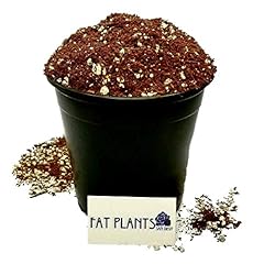 Fat plants san for sale  Delivered anywhere in USA 