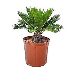 Sago palm tree for sale  Delivered anywhere in USA 
