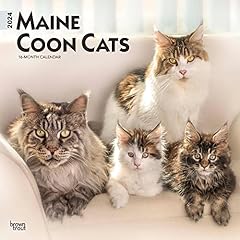 Maine coon cats d'occasion  Livré partout en France