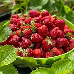 Plants fraisiers portola d'occasion  Livré partout en France