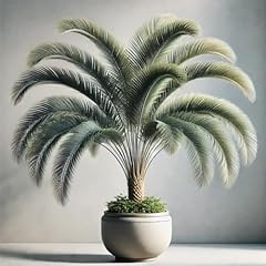 22day seeds seeds for sale  Delivered anywhere in USA 