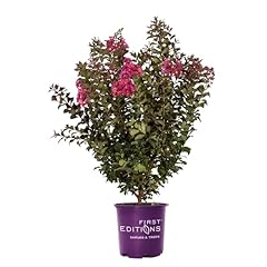 First edition plum for sale  Delivered anywhere in USA 