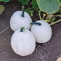Yeti pumpkin seeds for sale  Delivered anywhere in USA 