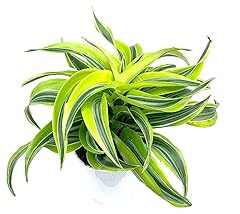 Dracaena lemon surprise for sale  Delivered anywhere in USA 