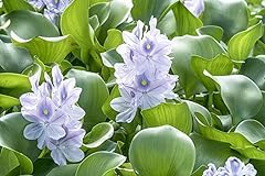 Water hyacinths floating for sale  Delivered anywhere in USA 