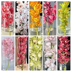 Semi orchidea cymbidium usato  Spedito ovunque in Italia 