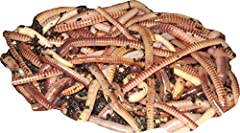Yorkshire worms tiger for sale  Delivered anywhere in Ireland
