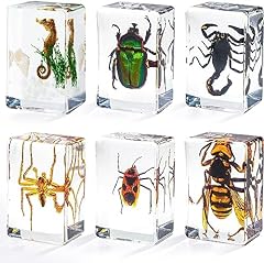 Insect resin specimen for sale  Delivered anywhere in Ireland