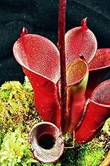 Semi piante heliamphora for sale  Delivered anywhere in UK