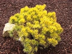 Dwarf golden mugo for sale  Delivered anywhere in USA 