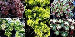 Mixed sedum plants for sale  Delivered anywhere in UK