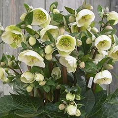 Helleborus frostkiss moondance for sale  Delivered anywhere in UK