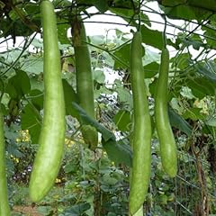 Long bottle gourd for sale  Delivered anywhere in USA 