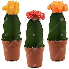 Mix discocactus casa usato  Spedito ovunque in Italia 
