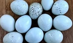 Celadon blue coturnix for sale  Delivered anywhere in USA 