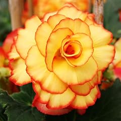 Apricot scarlet picotee for sale  Delivered anywhere in USA 