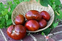 Paul robeson tomato for sale  Delivered anywhere in USA 