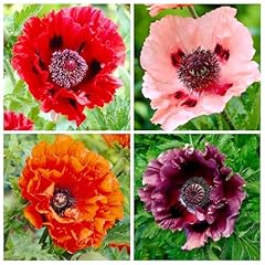 1000 perennial mixed for sale  Delivered anywhere in USA 