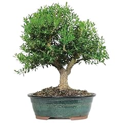 Brussel live harland for sale  Delivered anywhere in USA 