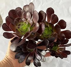 Cuttings black rose for sale  Delivered anywhere in USA 