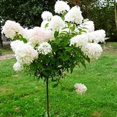 Hydrangea live plant for sale  Delivered anywhere in USA 