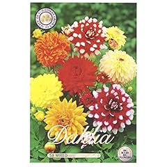 Sommerblumen dahlien knollen gebraucht kaufen  Wird an jeden Ort in Deutschland