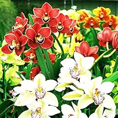 Pcs mix cymbidium for sale  Delivered anywhere in USA 