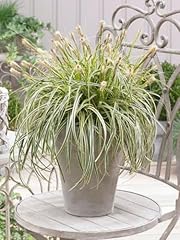 Carex oshimensis feather for sale  Delivered anywhere in USA 