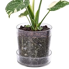 Phoenix vine 6.5 for sale  Delivered anywhere in USA 