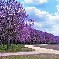 Fresh seeds royal for sale  Delivered anywhere in USA 