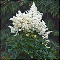 White astilbe japonica for sale  Delivered anywhere in UK